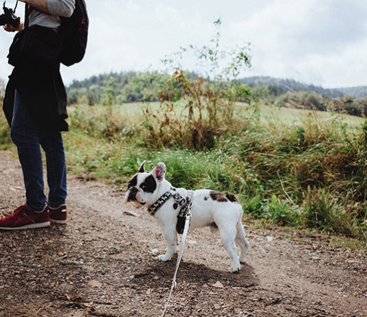 Jak dbać o psa jesienią?