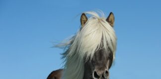 Ile koni ma citroen C1 10?