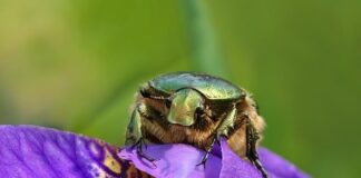 Ile biegów ma Żuk?