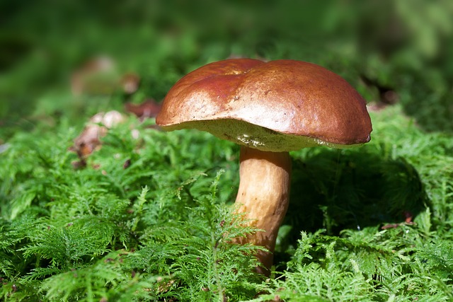 Który podgrzybek jest trujący? Który podgrzybek jest trujący?