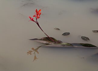 Czy mętna woda szkodzi rybom?