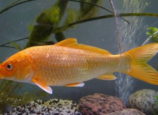 Czy hybrydy są drogie w utrzymaniu?