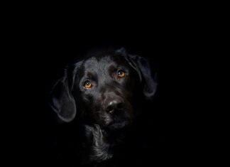 Jak jeździć hybryda Toyoty?