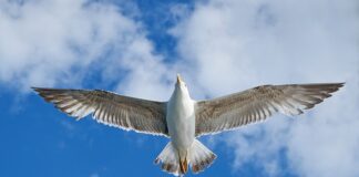 Ile pali VW Caddy 1.9 SDI?